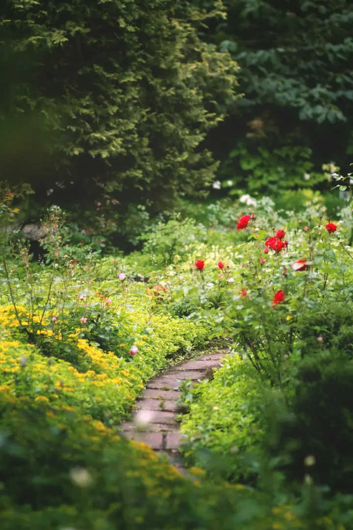 Winding stone path through a flower garden with red roses and yellow flowers